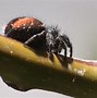 Image result for Sydney Spider Identification
