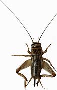 Image result for Transparent Insect Model