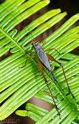 Image result for Long Legged Cricket