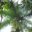 Image result for Cabbage Palm