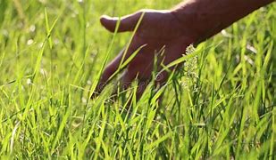 Image result for Cyborg Touch Grass Meme