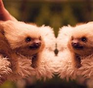 Image result for Sloth Desktop