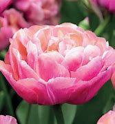 Image result for Amazing Tulips