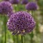 Image result for Allium Party Balloons