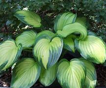 Image result for Hosta Stags Leap