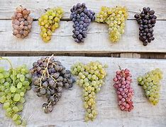 Image result for grape