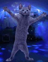 Image result for Dancing Cat Animation