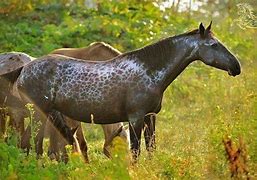 Image result for Chimera Horse