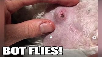 Image result for Bot Fly Removal Dog