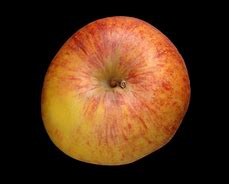 Image result for Different Kinds of Red and Yellow Apple's