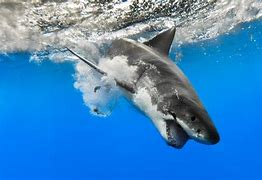 Image result for Best Fishing Wallpapers Shark