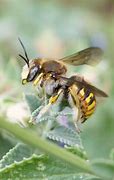 Résultat d’images pour abeille