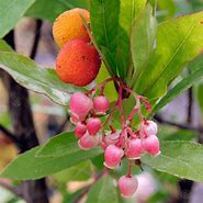 Image result for Arbutus Unedo Rubra