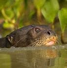 Image result for Otters Brazil