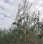 Image result for Fruitless Olive Tree Varieties