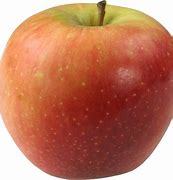 Image result for Apple Species