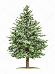 Image result for Pine Tree On Whte Background