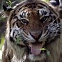 Image result for Killed by Tiger