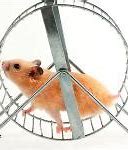 Image result for Meme Hamster Wheel Generator