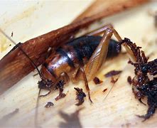 Image result for Basement Crickets