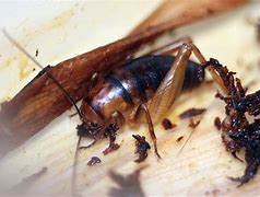 Image result for Basement Crickets