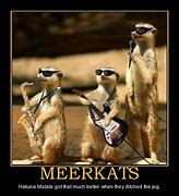 Image result for Funny Meerkat Memes