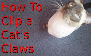 Image result for How to Clip Cat's Claws