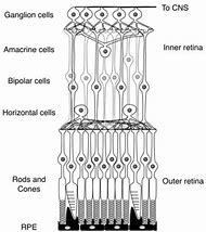 Image result for Structure of the Retina McGraw-Hill