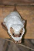 Image result for Albino Rousette Fruit Bat