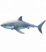 Image result for Great White Recover