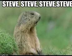 Image result for Funny Steve Memes