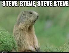 Image result for Funny Steve Animal Meme