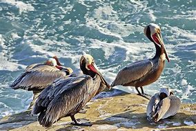 Image result for Pelicans of La Jolla