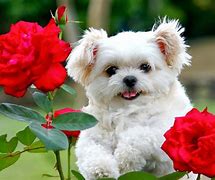 Image result for A Cute Puppy