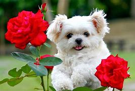 Image result for Cutest Puppies Ever