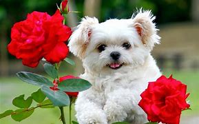 Image result for Adorable Puppy