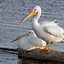 Image result for Pelican On Post