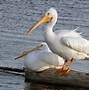 Image result for Pics of Flying Pelicans