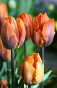 Image result for Tulipa Prinses Irene