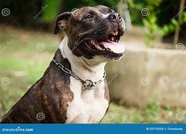 Image result for Pitbull Dog Face