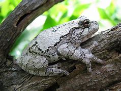 Image result for Gray Tree Frog