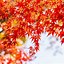 Image result for Autumn Maple Leaves Wallpaper Phone