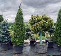 Image result for Trees That Grow Well in Pots