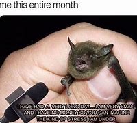 Image result for Rate This Bat Meme