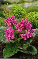 Image result for Bergenia Morgenröte