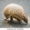 Image result for Cursed Armadillo