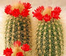 Image result for Cactus Images. Free