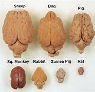 Image result for Animal Brain for Linguistics