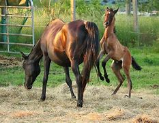 Image result for Average Size of a Thoroughbred