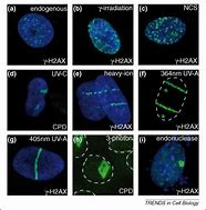 Image result for Cellular Biology Difficulty